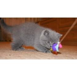 Britse Korthaar/Scottish Fold Blauw en Lilac kitten