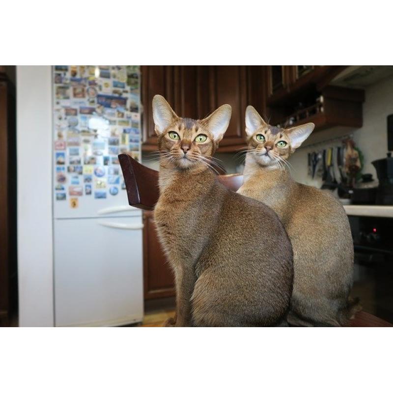 Abessijn Kittens klaar voor thuis