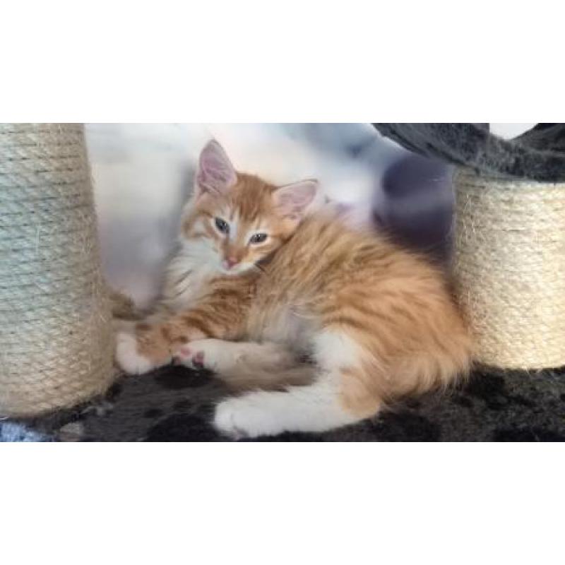 Boskat Kittens met 11 weken