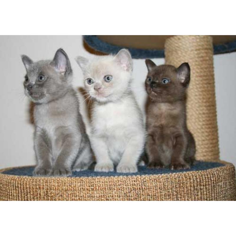Burmese Kittens Onze prachtige ooit