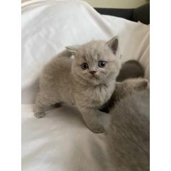 Anja schattige kittens ter adoptie