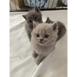 Anja schattige kittens ter adoptie