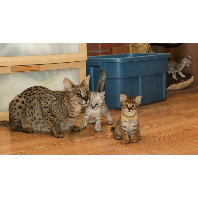 F2 Savannah kittens beschikbaar